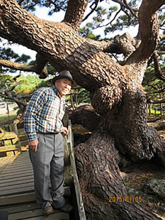 久米の五枝の松(国指定天然記念物)