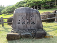 久米の五枝の松(国指定天然記念物)