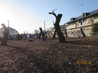 剪定された梅の木