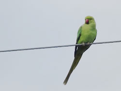 野生化したインコ