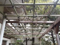 藤棚修理　修理後