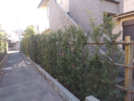 H邸生垣工事