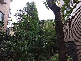 上用賀・剪定後