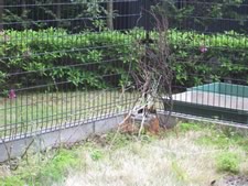 マンション専有庭　工事前