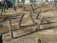 昨年伐採（大幅に剪定）された梅畑