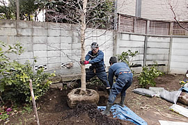 Ｍ邸・植栽風景