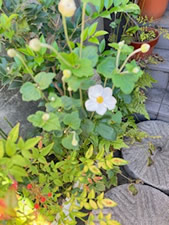 今年もひっそりと咲きました